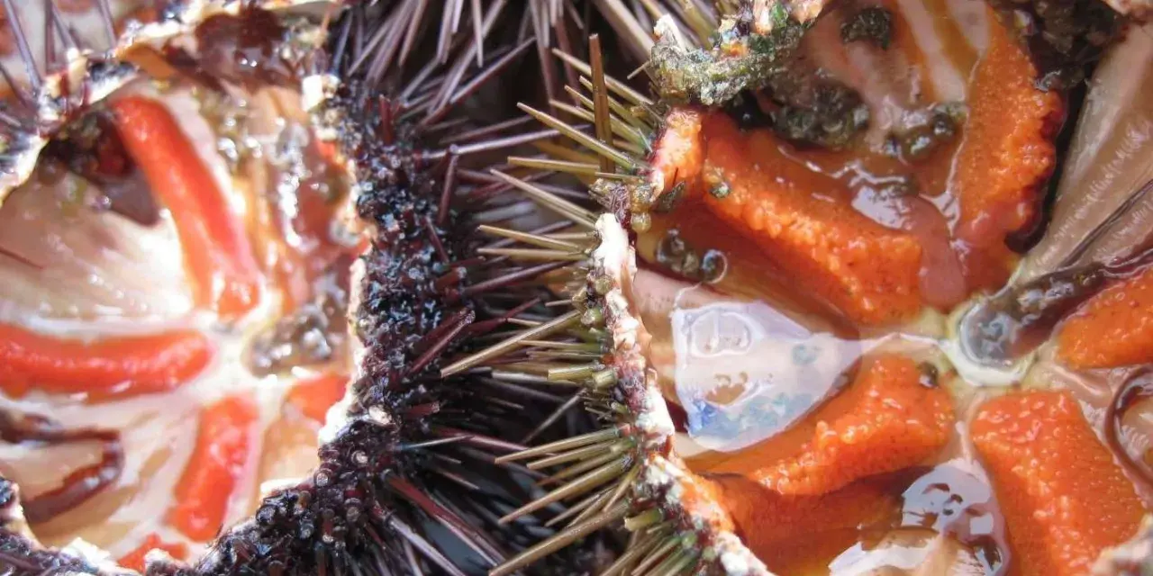 Interno di ricci di mare freschi, con le loro gonadi arancioni e rosse pronte per essere gustate.