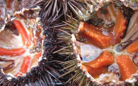 Interno di ricci di mare freschi, con le loro gonadi arancioni e rosse pronte per essere gustate.