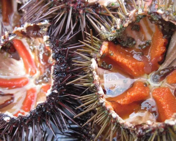 Interno di ricci di mare freschi, con le loro gonadi arancioni e rosse pronte per essere gustate.